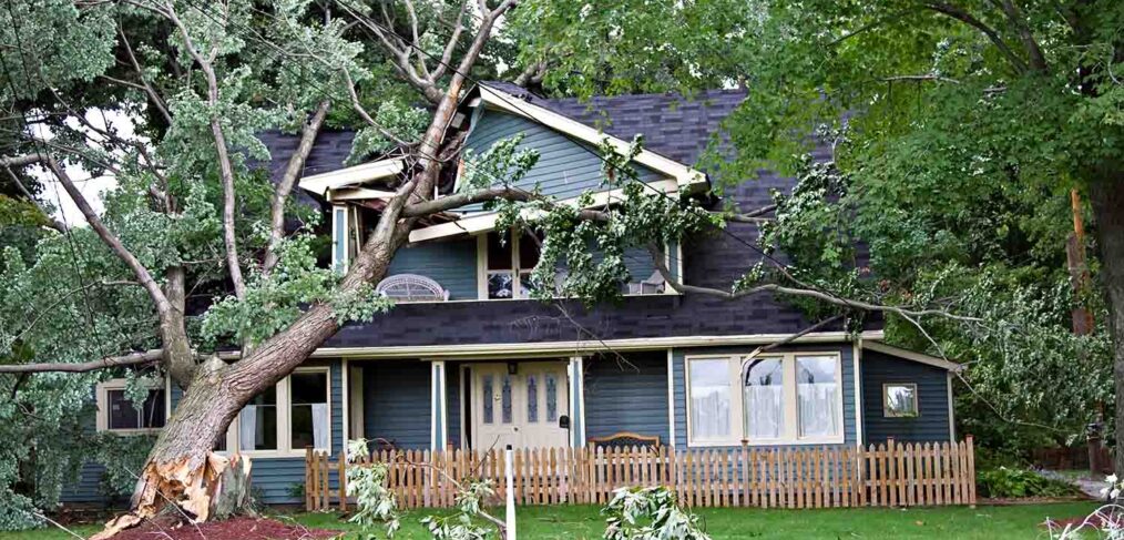 tree removal cost after storm