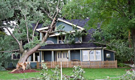 tree removal cost after storm