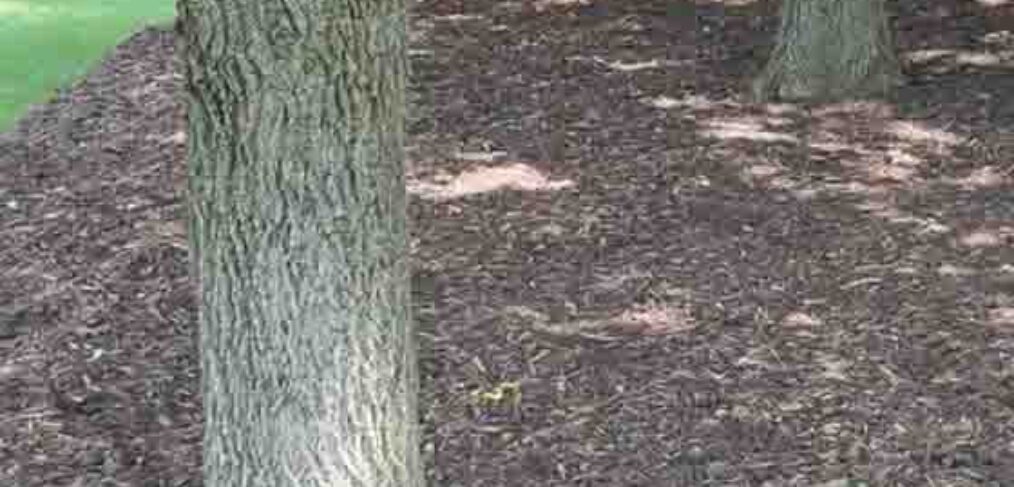mulch under trees