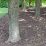 100+ Yards of Mulch Delivered and Spread [VIDEO]