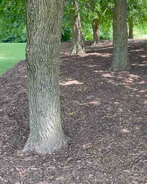 100+ Yards of Mulch Delivered and Spread [VIDEO] Bluestone Tree