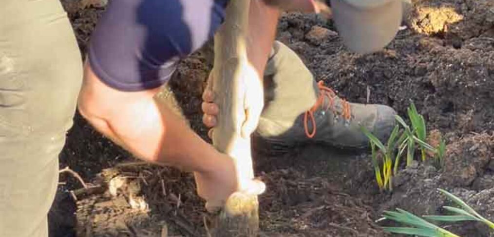 tree planting