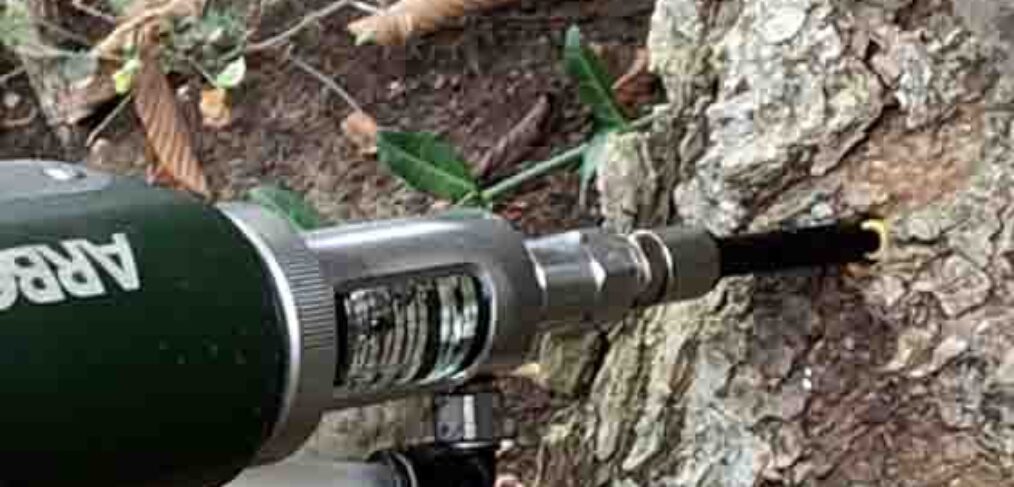 elm tree trunk injection of pesticide