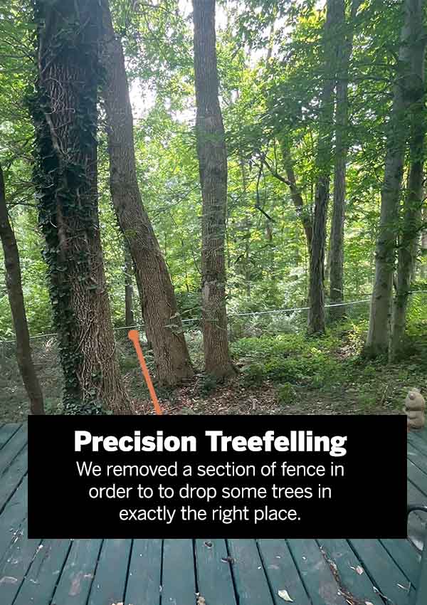 indicating where fence is to be removed to drop a tree into the woods