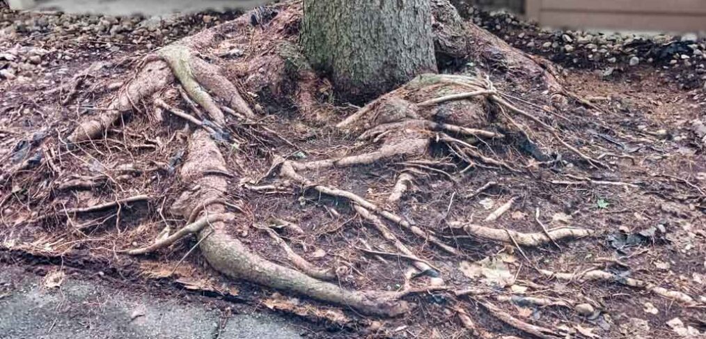 girdled tree roots of a Norway spruce tree