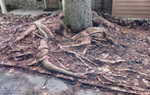 girdled tree roots of a Norway spruce tree