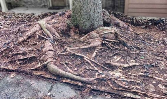 girdled tree roots of a Norway spruce tree