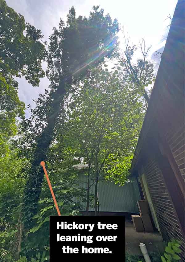 hickory tree leaning over house