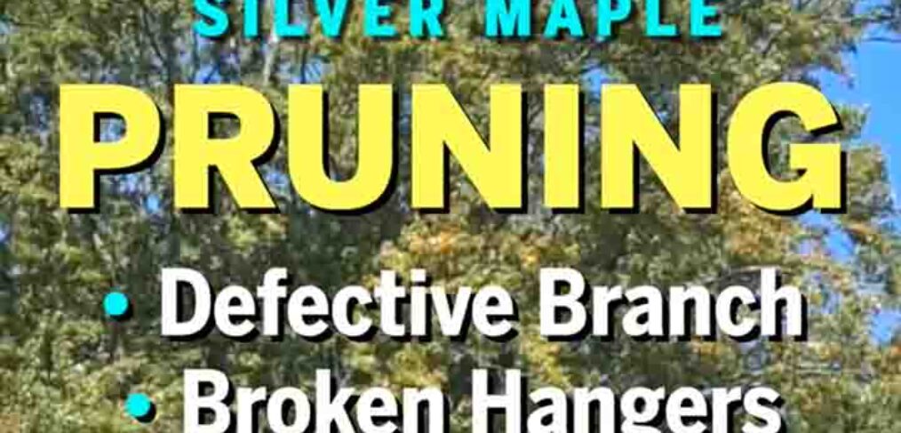 vide title screen of tree trimming video