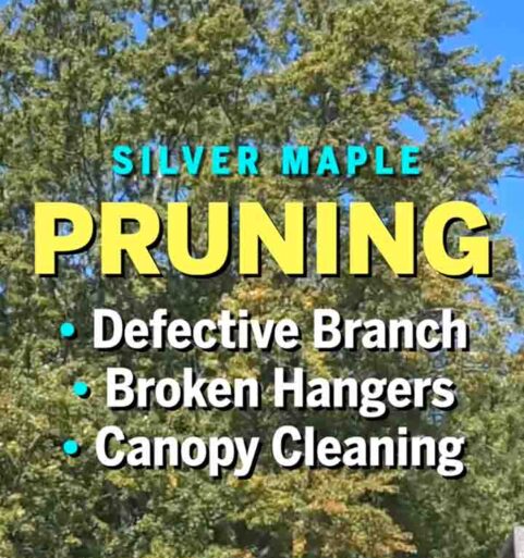 Before & After Pruning Large Silver Maple [VIDEO SHORT]