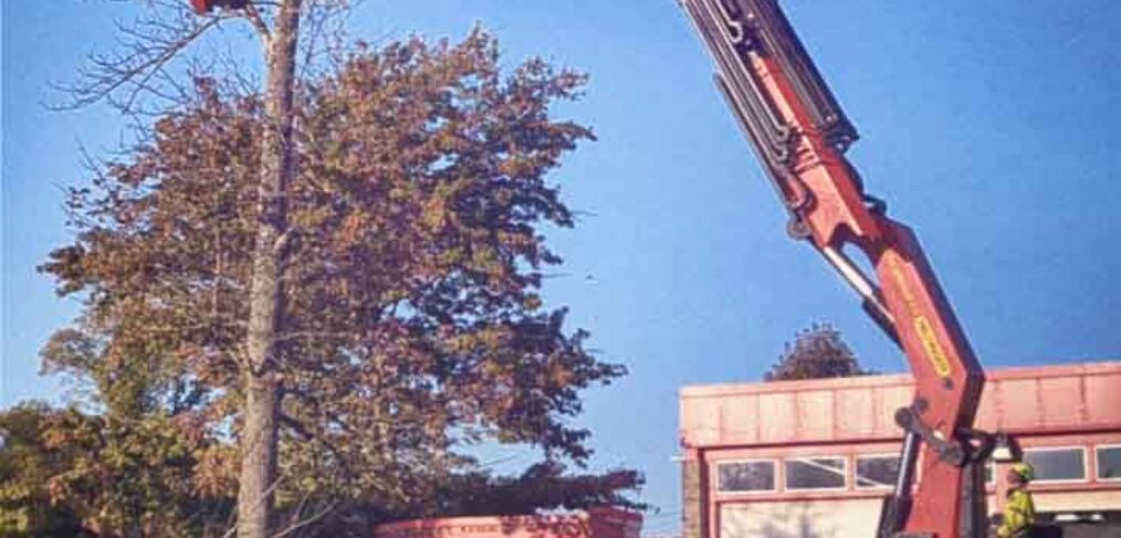 tree removal crane removing tree branch