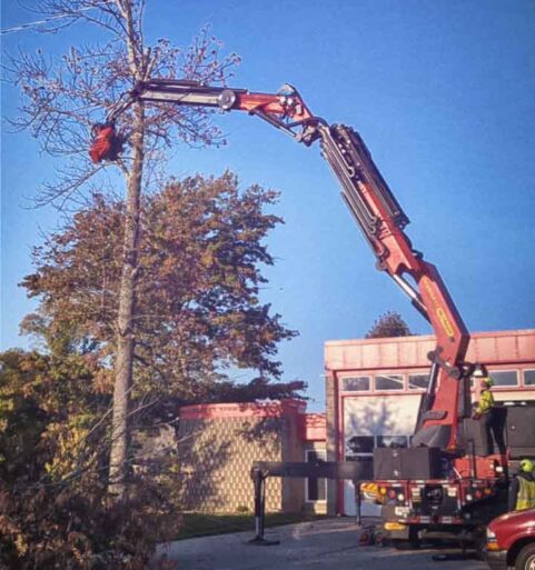 Dead Ash Tree Removal at Fire Station #4 [VIDEO SHORT]