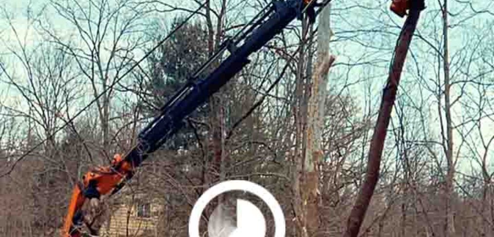 crane removing tree