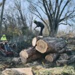 Large Silver Maple Tree Removal in Bloomington, IN