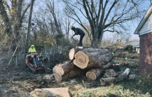 tree removal of large silver maple tree