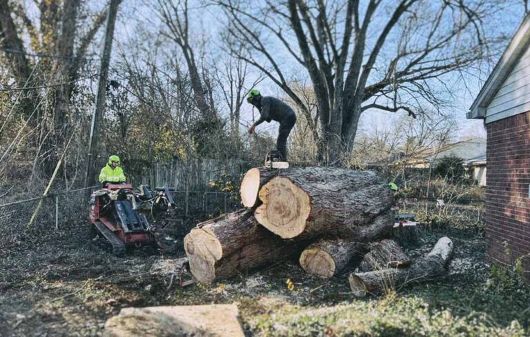Large Silver Maple Tree Removal | Bluestone Tree Large Silver Maple Tree Removal in Bloomington, IN