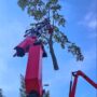 Failing Maple Tree - Elm Heights Neighborhood [VIDEO SHORT]