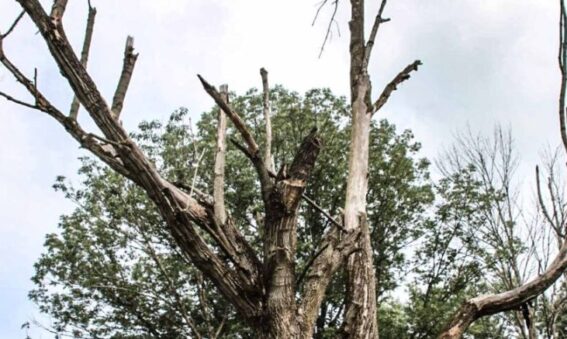 Standing Dead Ash Trees removal in Bloomington, IN