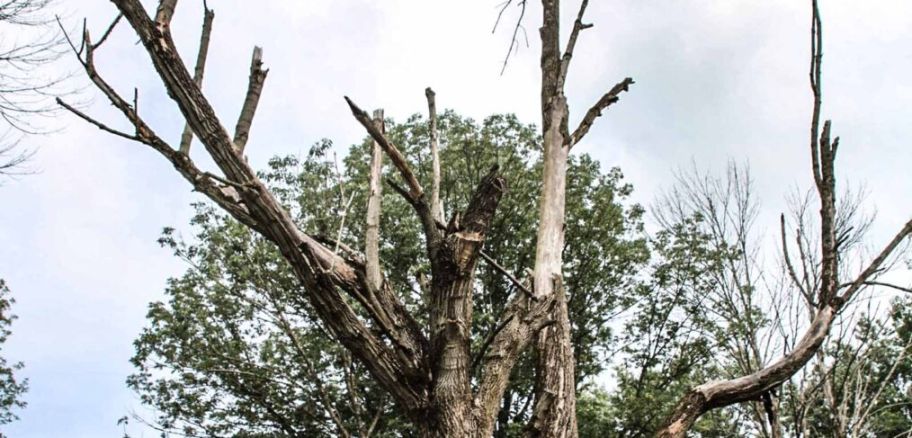 Standing Dead Ash Trees removal in Bloomington, IN