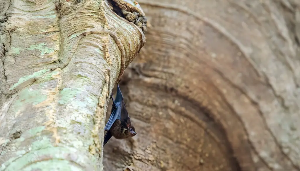 Don’t Wait Too Long: Indiana’s Bat Window Will Impact Your 2026 Projects