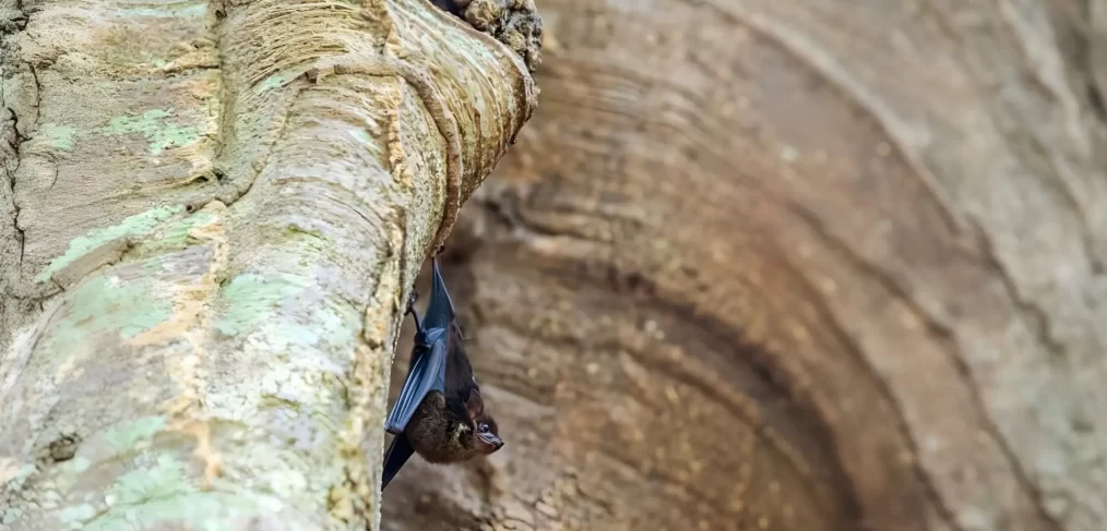 Don’t Wait Too Long: Indiana’s Bat Window Will Impact Your 2026 Projects