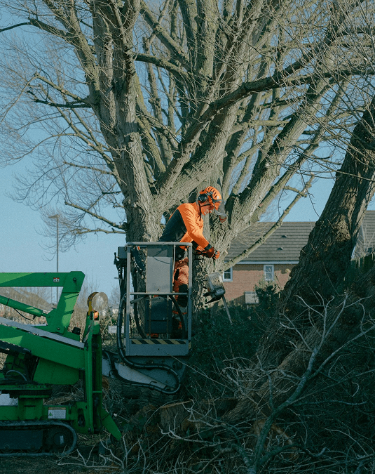 Arborist cutting tree branches with a chainsaw from a bucket lift