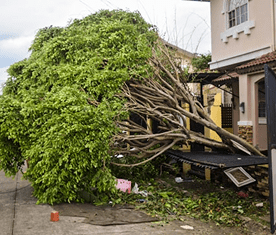 Large fallen tree causing damage to a residential property