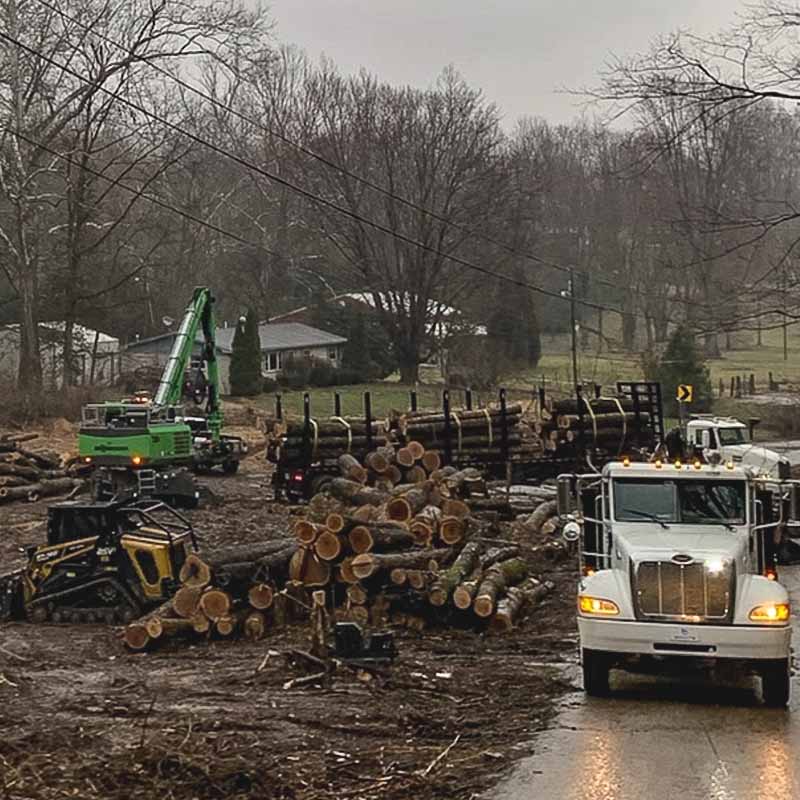 Tree debris removal site with logging trucks and heavy equipment clearing cut logs