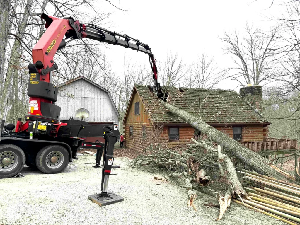 Leafless tree cut and lying on the ground after removal