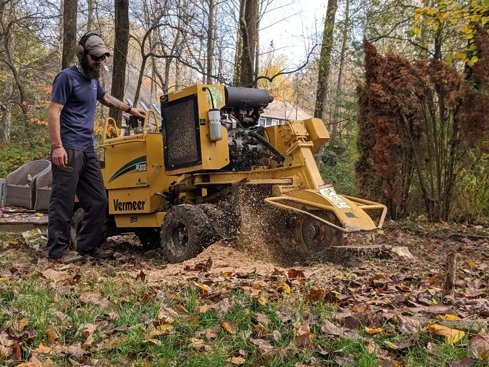 Tree stump grinding in progress using professional stump grinder equipment