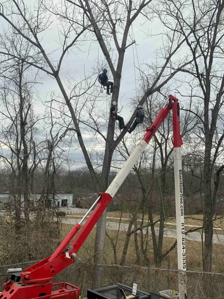 Tree pruning service with professional arborists trimming a tall tree using safety harness and bucket lift