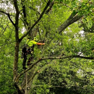 Signs of tree risk homeowners should watch for in Bloomington