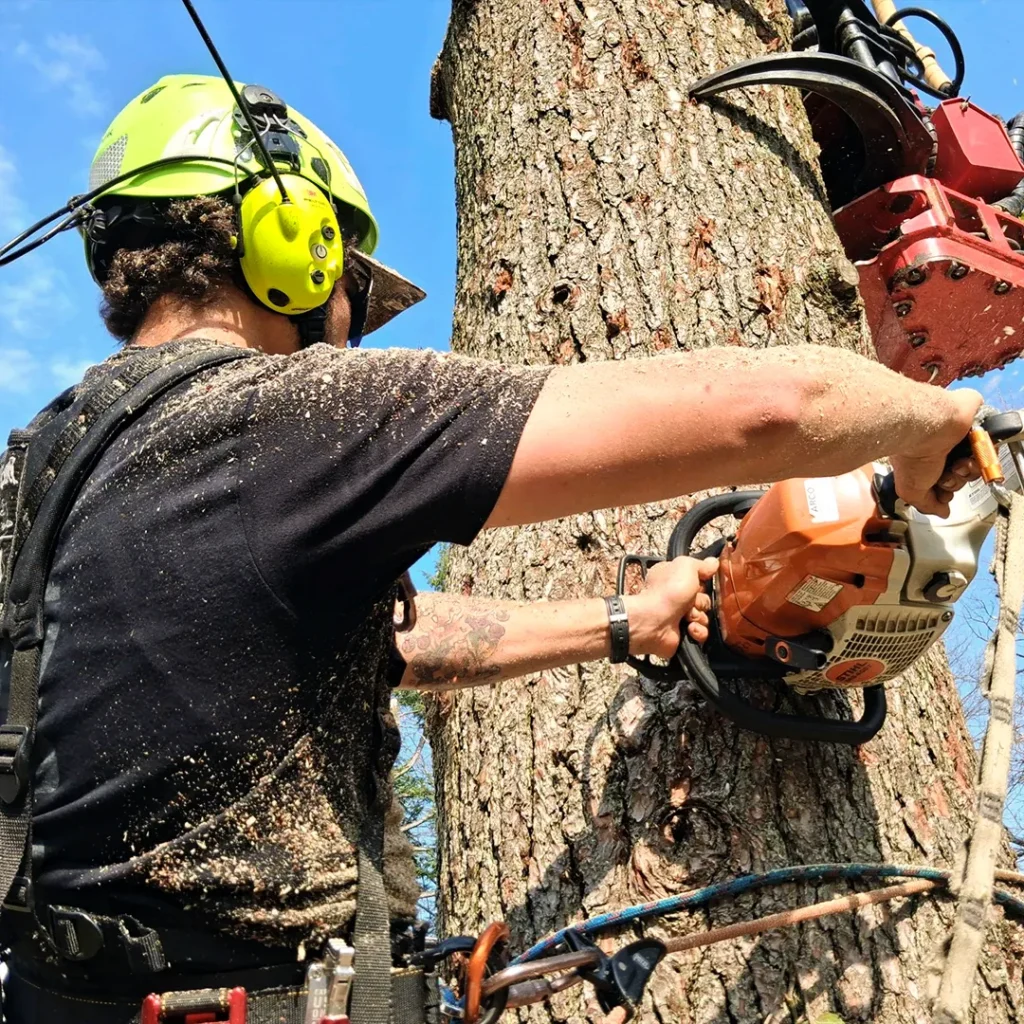 Lumberjack wearing a green hard hat and ear protection cuts a tree with an orange chainsaw, sawdust flying.
