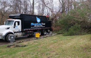 Bluestone Tree crew providing Bloomington tree service for a residential property