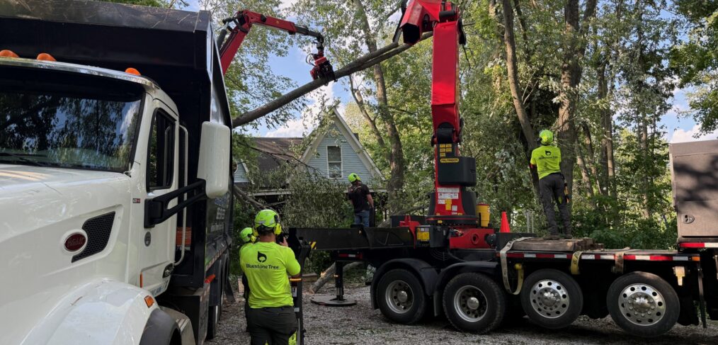 Bluestone Tree crew removing a large tree in a Bloomington Indiana residential yard