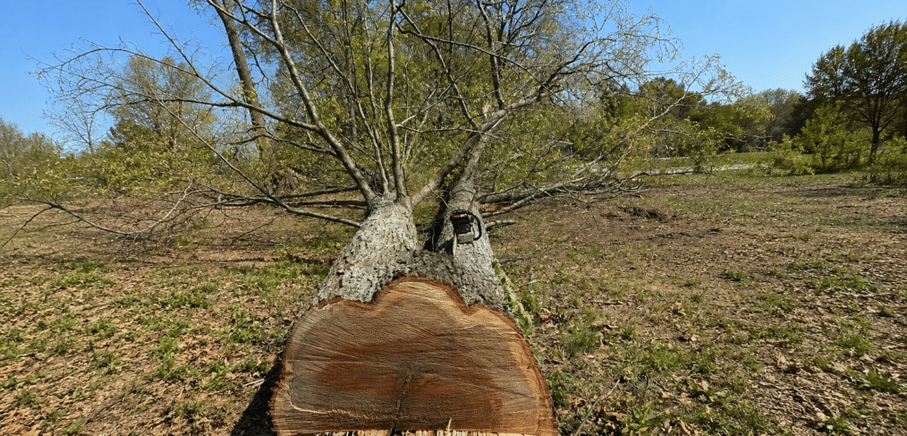 Leaning hardwood tree showing signs it may need removal in Bloomington, IN