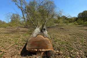 Leaning hardwood tree showing signs it may need removal in Bloomington, IN