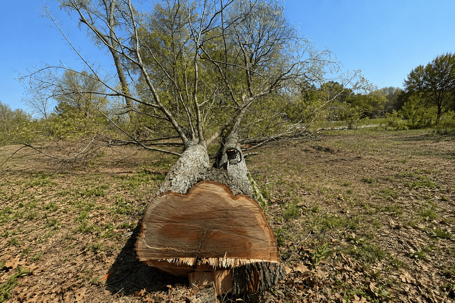 Leaning hardwood tree showing signs it may need removal in Bloomington, IN