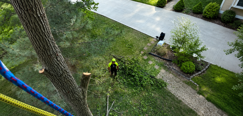 Arborist safely removing a large tree at a Bloomington IN home
