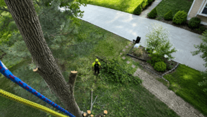Arborist safely removing a large tree at a Bloomington IN home
