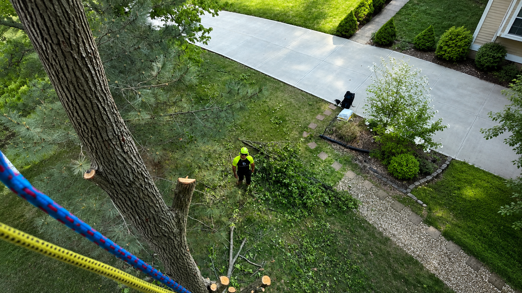 Arborist safely removing a large tree at a Bloomington IN home