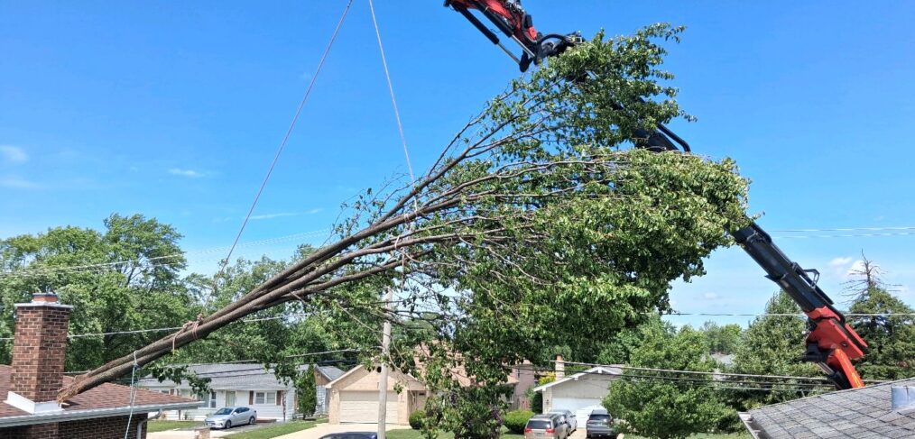 Arborist assessing a diseased tree with canopy dieback before removal in Bloomington, Indiana