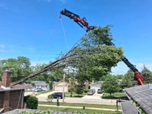 Arborist assessing a diseased tree with canopy dieback before removal in Bloomington, Indiana