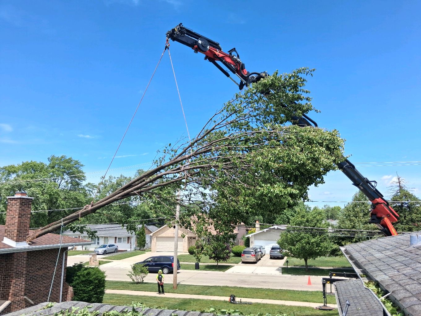Arborist assessing a diseased tree with canopy dieback before removal in Bloomington, Indiana