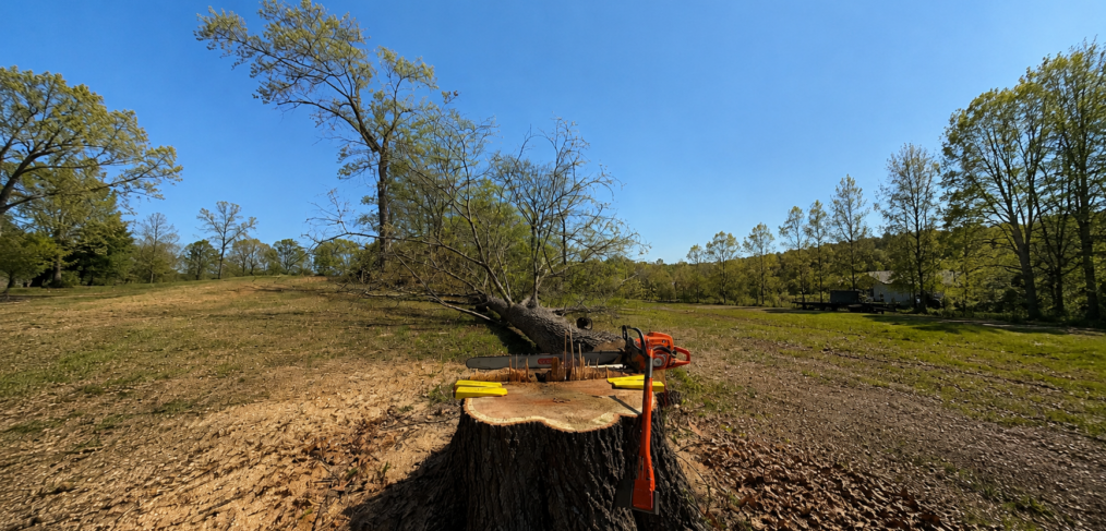 Dying tree signs Bloomington homeowners can spot, including trunk decay and canopy dieback