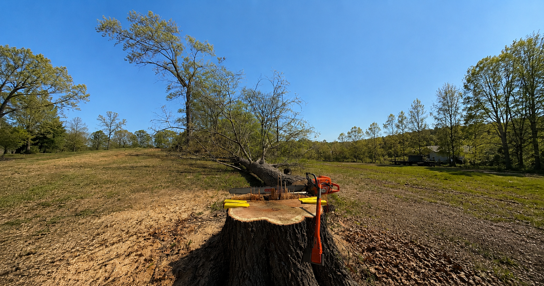 Dying tree signs Bloomington homeowners can spot, including trunk decay and canopy dieback