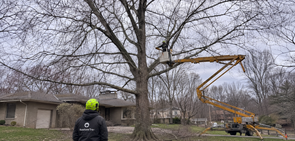 Certified arborist pruning a mature silver maple tree in a Bloomington, Indiana yard