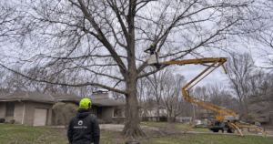 Certified arborist pruning a mature silver maple tree in a Bloomington, Indiana yard