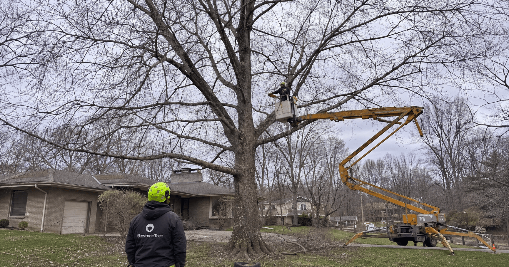 Certified arborist pruning a mature silver maple tree in a Bloomington, Indiana yard