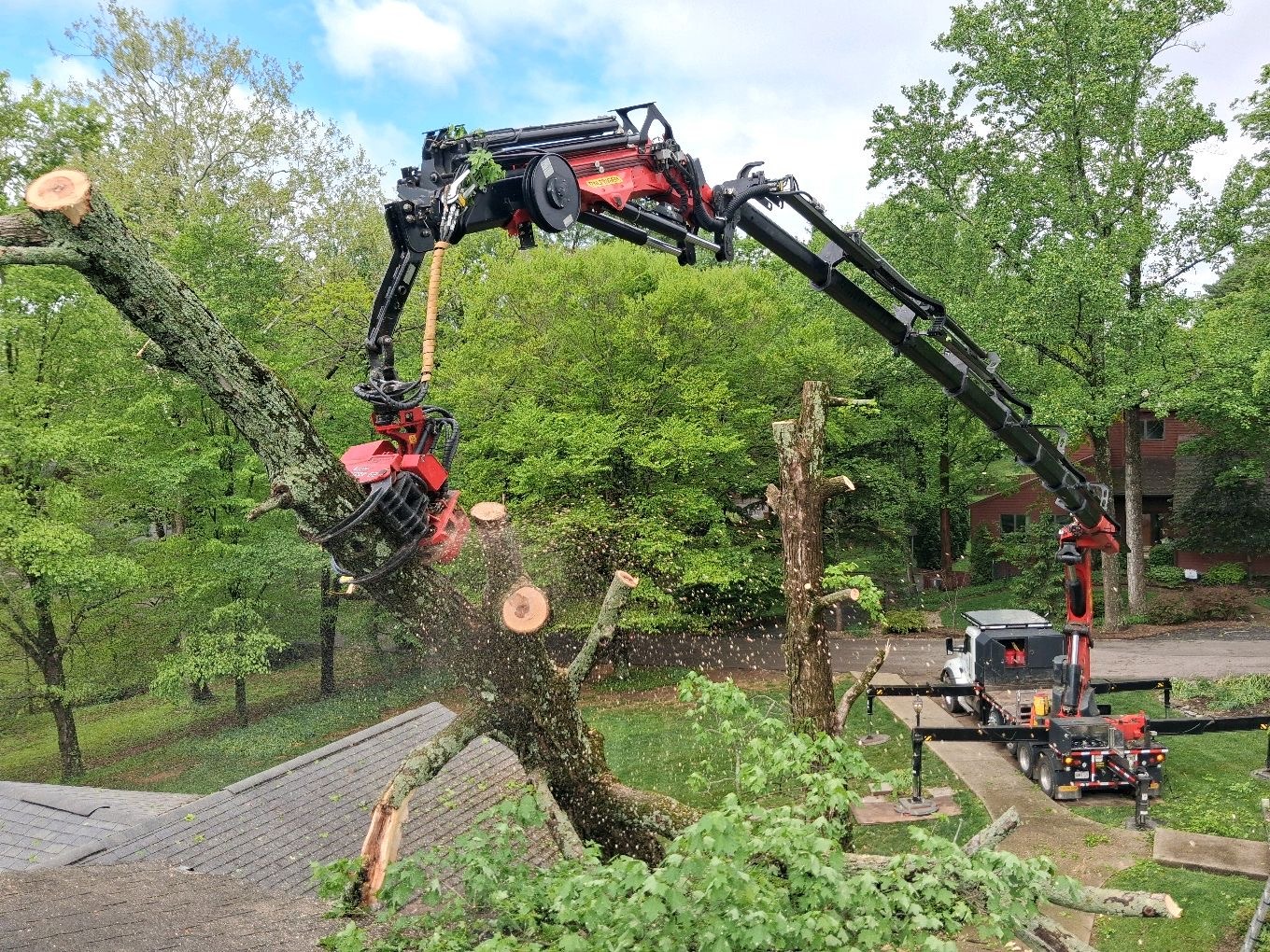 Mature tree in a Bloomington, Indiana residential yard
